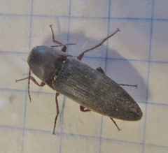Diplostethus texanus