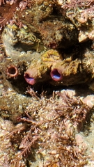 Asterocarpa coerulea