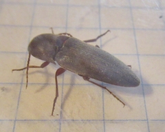 Diplostethus texanus