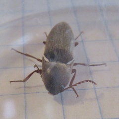 Diplostethus texanus