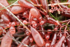 Botryocladia pseudodichotoma