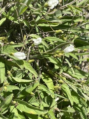 Stylisma humistrata