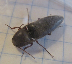 Diplostethus texanus