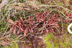 Botryocladia pseudodichotoma