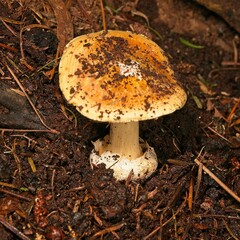 Cortinarius phalarus