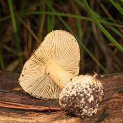 Cortinarius phalarus