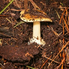 Cortinarius phalarus
