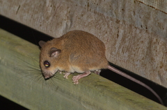 Chiropodomys gliroides