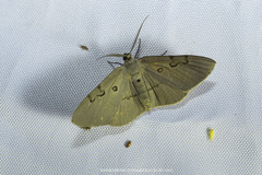 Hypochrosis subrufa