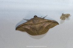 Tiruvaca subcostalis