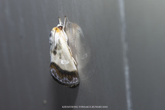 Westermannia triangularis