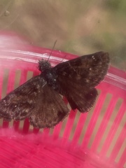 Erynnis pacuvius