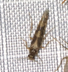 Agraylea multipunctata