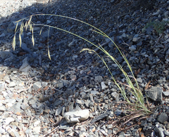 Bromus grandis