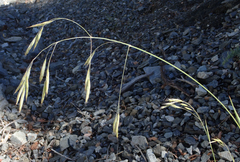 Bromus grandis