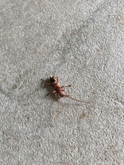 Phoracantha tricuspis