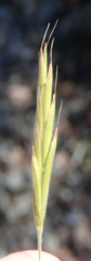 Bromus grandis