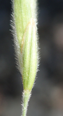 Bromus grandis
