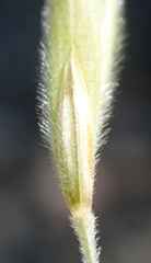 Bromus grandis