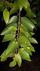 Maytenus peduncularis