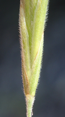 Bromus grandis