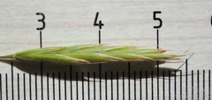 Bromus grandis