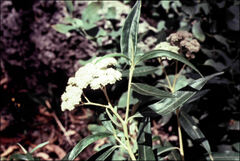 Ozothamnus stirlingii