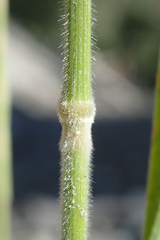 Bromus grandis
