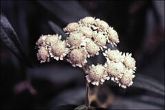 Ozothamnus stirlingii