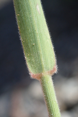 Bromus grandis