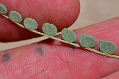 Erythrostemon caudatus