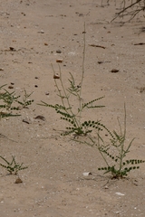 Erythrostemon caudatus