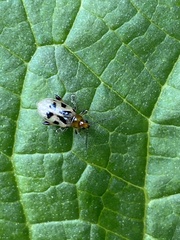 Systena nigroplagiata