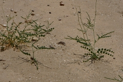 Erythrostemon caudatus