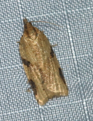 Clepsis spectrana