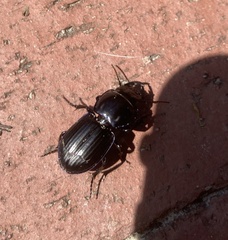 Pasimachus sublaevis