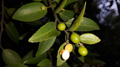 Maytenus peduncularis