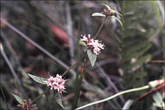 Mentha laxiflora