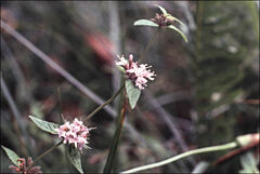 Mentha laxiflora