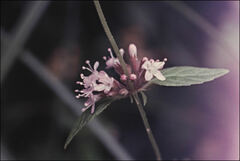 Mentha laxiflora