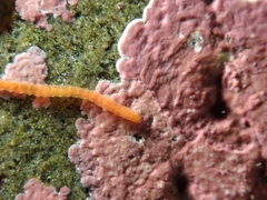 Proscoloplos cygnochaetus