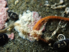 Proscoloplos cygnochaetus