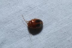 Prionocyphon limbatus