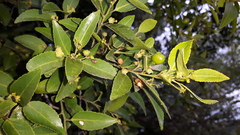 Maytenus peduncularis