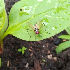 Cholomyia inaequipes