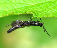 Phylloecus