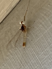 Maccaffertium terminatum