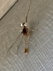 Maccaffertium terminatum