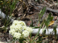 Callophrys spinetorum