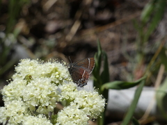 Callophrys spinetorum
